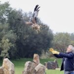 Liberados nueve milanos reales en Aragón para frenar su peligro de extinción
