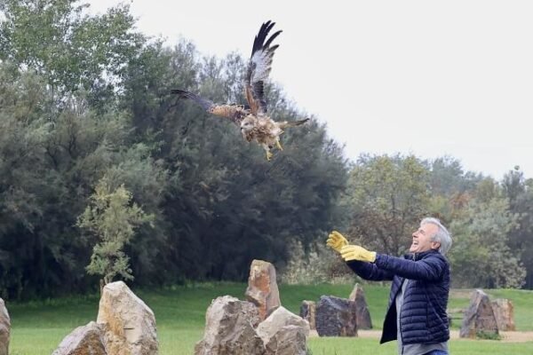 Liberados nueve milanos reales en Aragón para frenar su peligro de extinción