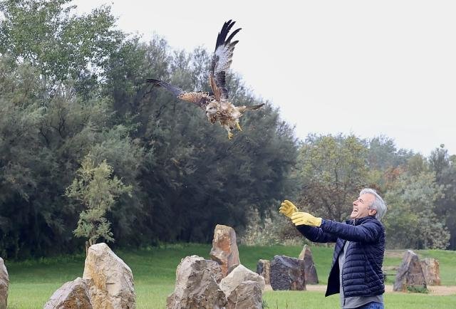 Liberados nueve milanos reales en Aragón para frenar su peligro de extinción